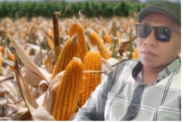 Pemerintah Kabupaten Bima Harus Hadirkan Pasar Alternatif untuk Petani Jagung